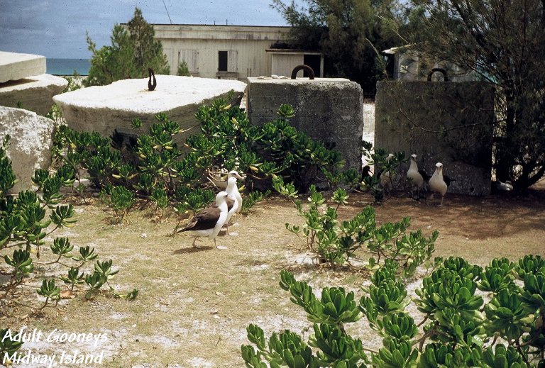 Adult Gooney Birds - Midway Island