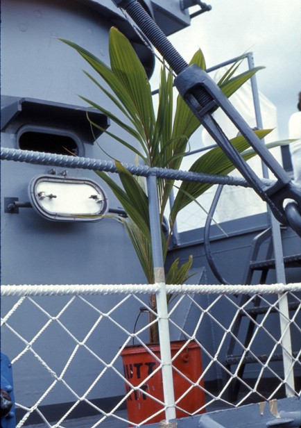Mr. Scudder's palm tree - USS Sproston 1967